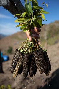 A group of seedlings are ready to be planted. 