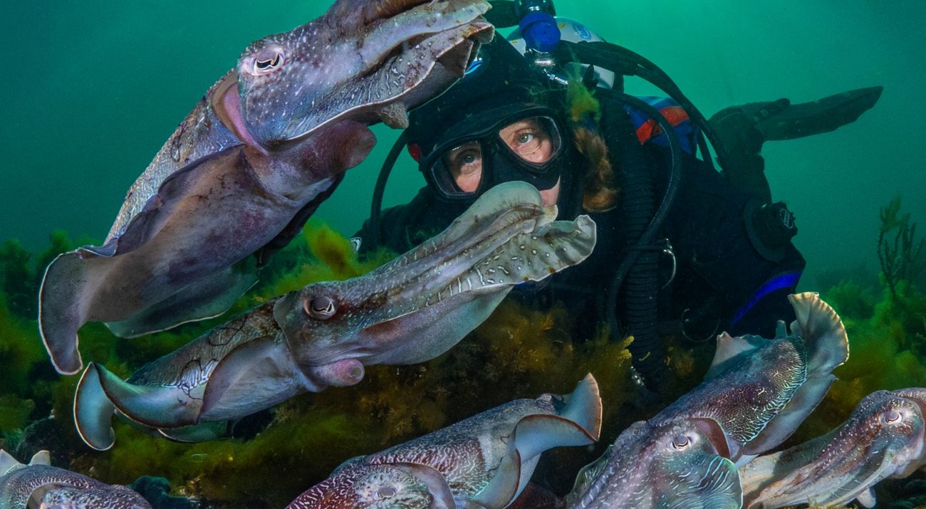 Fish and diver