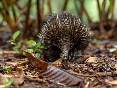 Echidna