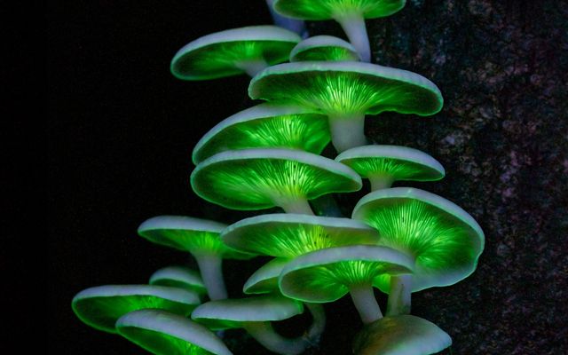 glowing mushrooms