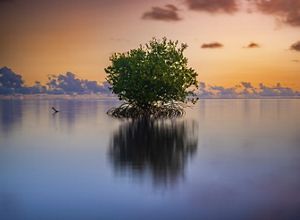 A red mangrove surrounded by water with an orange sunset in the background.