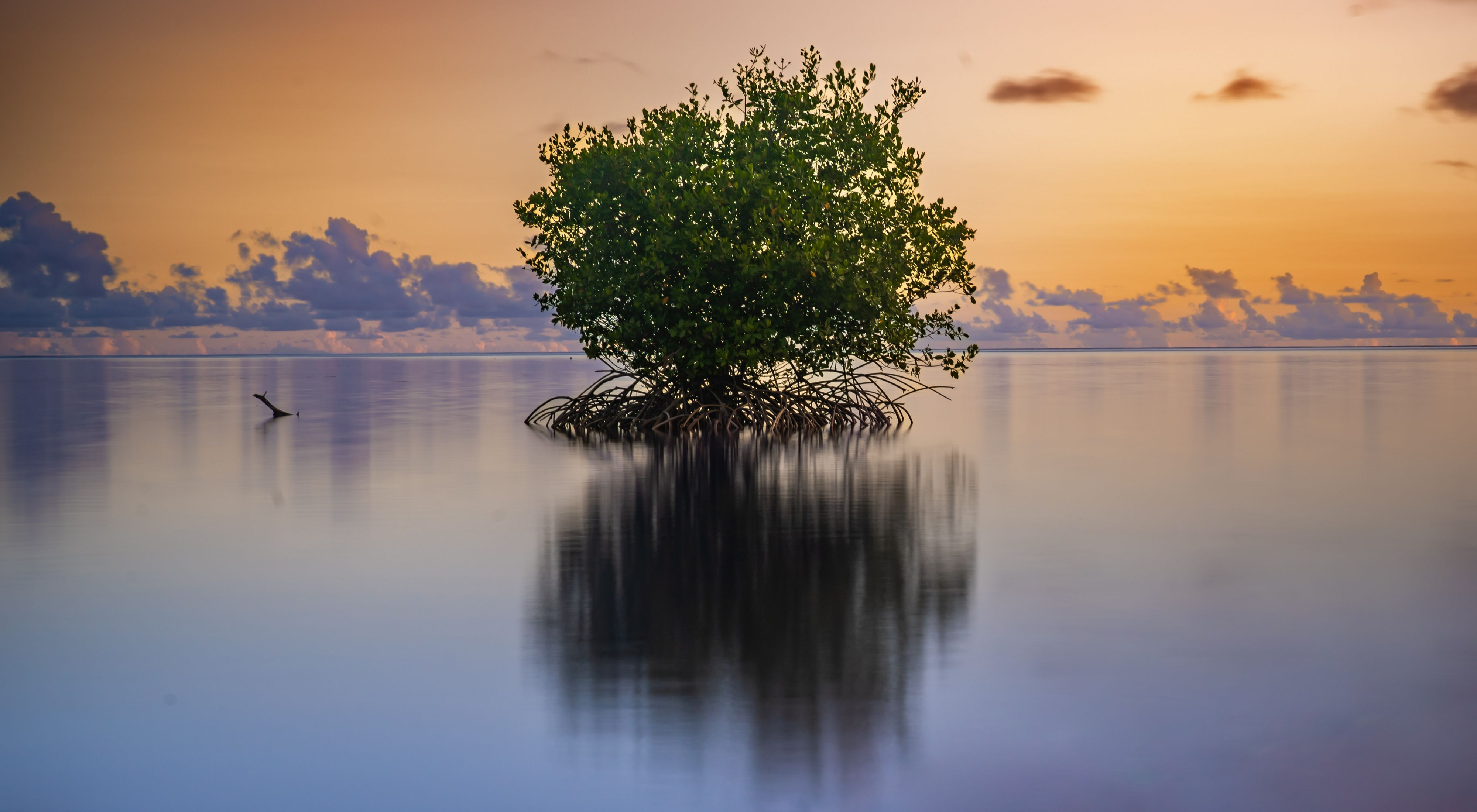 Small tree in the middle of a body of water