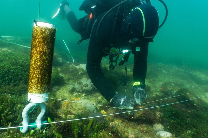 A TNC diver transplants baby kelplings grown on twine.