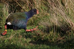 A large bird with dark blue and green feathers running in grasslands.