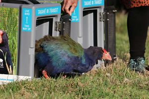 A takahē leaving the transport container on the grasslands of its new home.