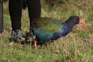 A takahē released into protected grasslands.