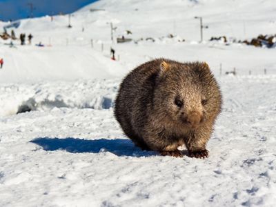 in Ben Lomond National Park, Tasmania