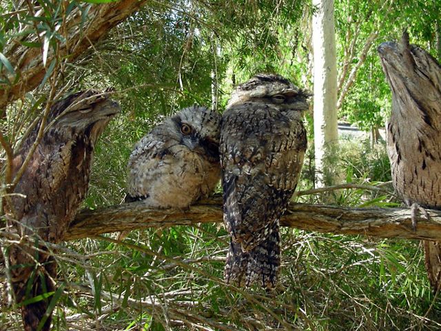 10 birds of prey to see in South Australia