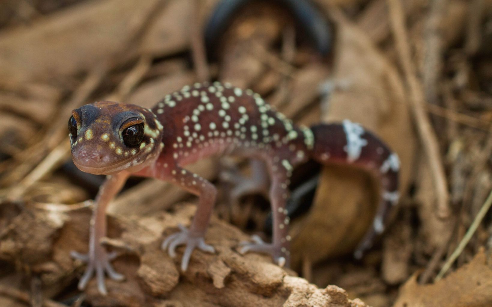 aka Barking Gecko can be found across southern Australia from south west of Western Australia through to south east Queensland, but not found in southern Victoria or Tasmania.