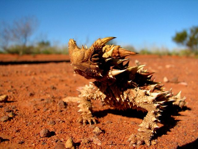 Australian animal oddities | The Nature Conservancy Australia