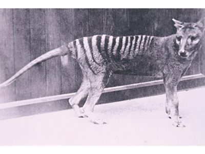 at Hobart Zoo 1930s