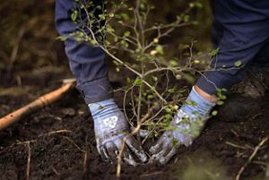 Planting a small tree.