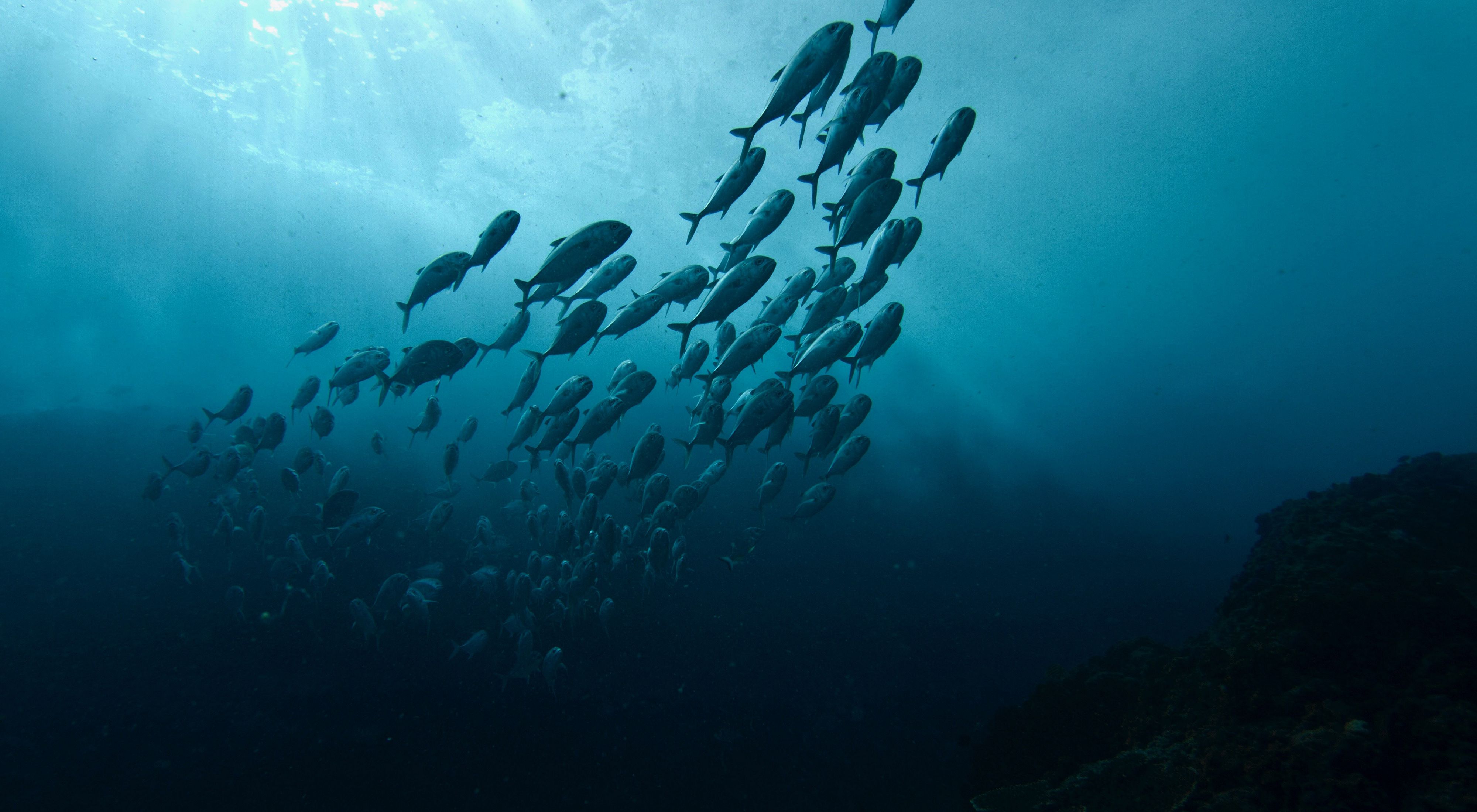 underwater view of a school of fish