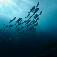 a school of fish swimming view from below