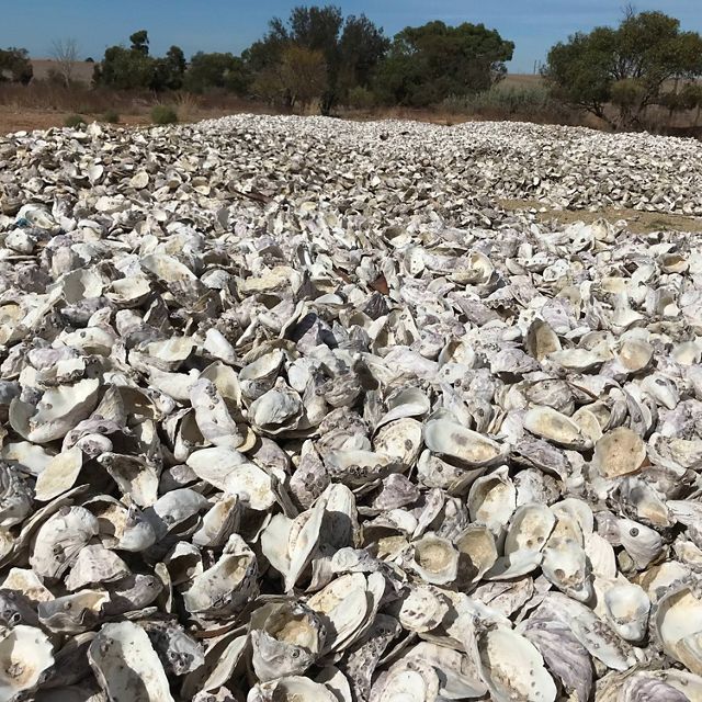 White and gray oyster shells are piled up on the ground.