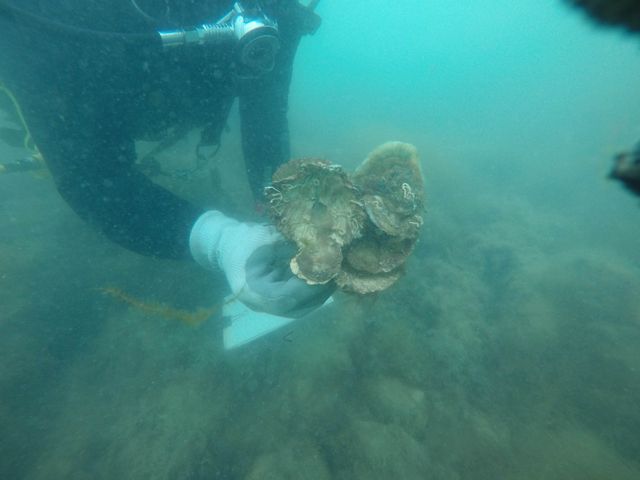 A diver holding a clump of oysters underwater.