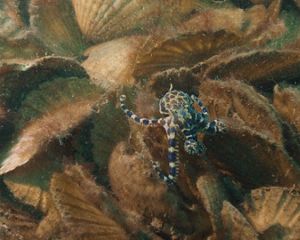 Blue-rings Octopus on recycled shell reef