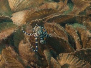 Blue-ringed Octopus living amongst recycled shells