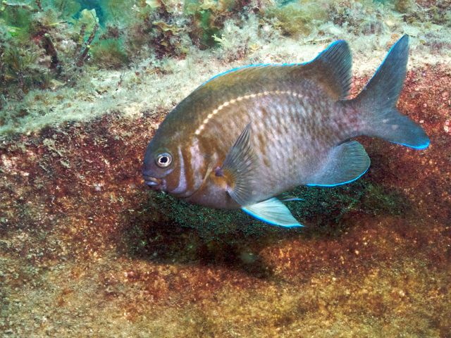 a territorial damselfish only found in southern Australia