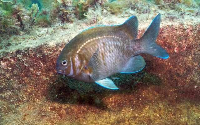 a territorial damselfish only found in southern Australia