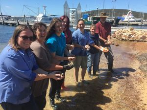with newly cleaned oysters in preparation for a new shellfish reef at Albany, Western Australia