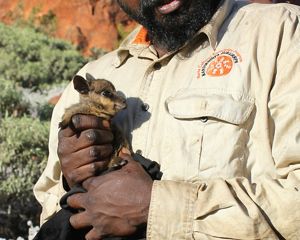 Black-flanked Rock-wallaby joey