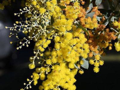 wattle outside cheltenham