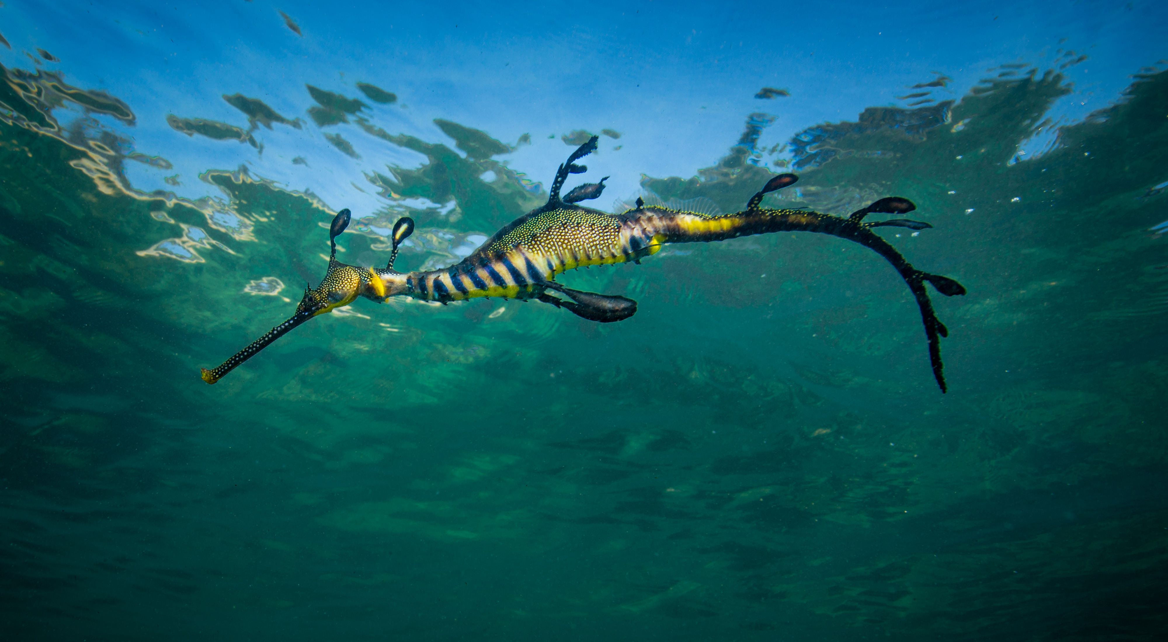 Meet the creatures in Port Phillip Bay