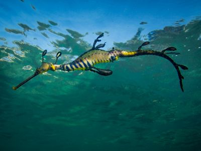 in Port Phillip Bay