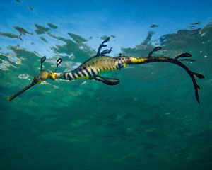 Weedy Seadragon