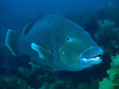in Port Phillip Bay