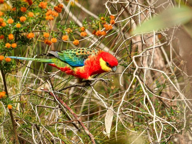 the only rosella found in south-west Western Australia