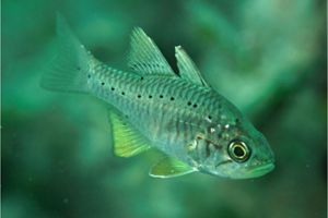 As mouthbrooders, the male is usually responsible for incubating the eggs