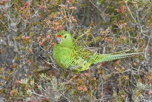 Western Ground Parrot