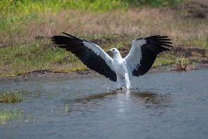 White-bellied Sea-eagle