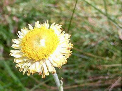 Xerochrysum bracteatum (Everlasting Daisy) photographed at Buckley Conservation Reserve, Mornington Peninsula, Victoria, Australia