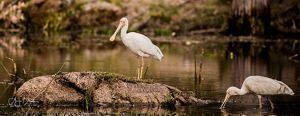 Yellow-Billed Spoonbill