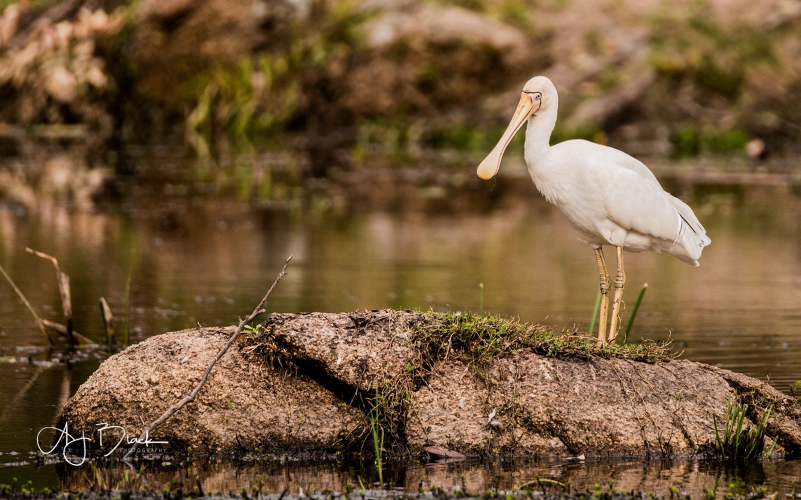 common in southeast Australia. The bill of the yellow-billed spoonbill works like forceps to catch prey