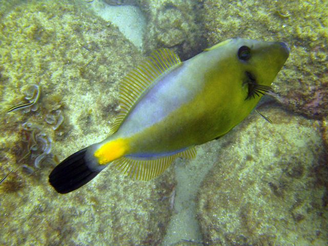 Meuschenia flavolineata