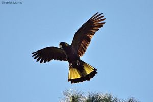 pics of black cockatoo