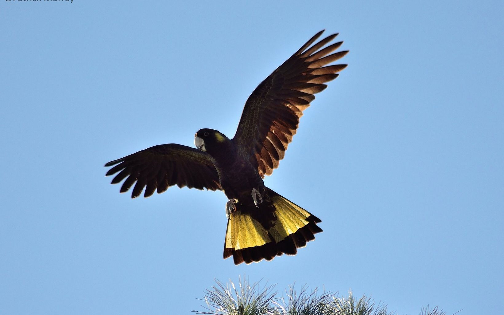 one of six species of Black-Cockatoo in Australia. In recent years it has been in rapid decline because of native habitat clearance, with a loss of food supply and nest sites.