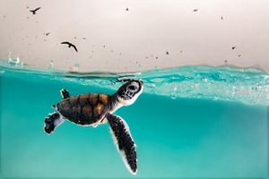 Living Nature Turtle Plush Soft Toy