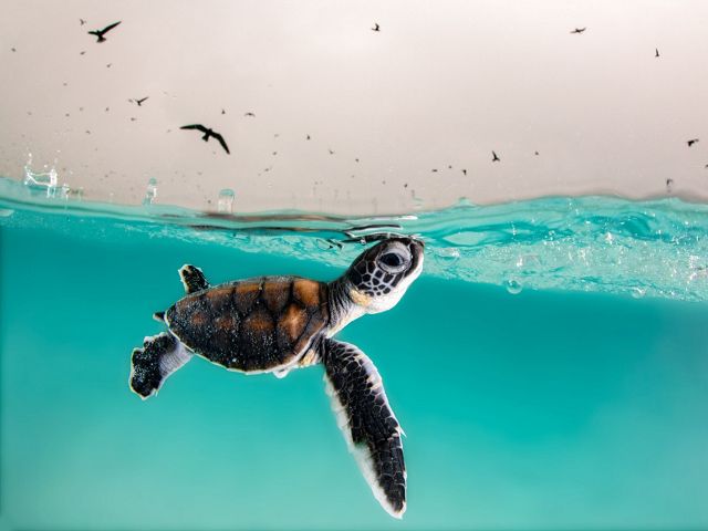 Hatchling swimming to the surface of the water.
