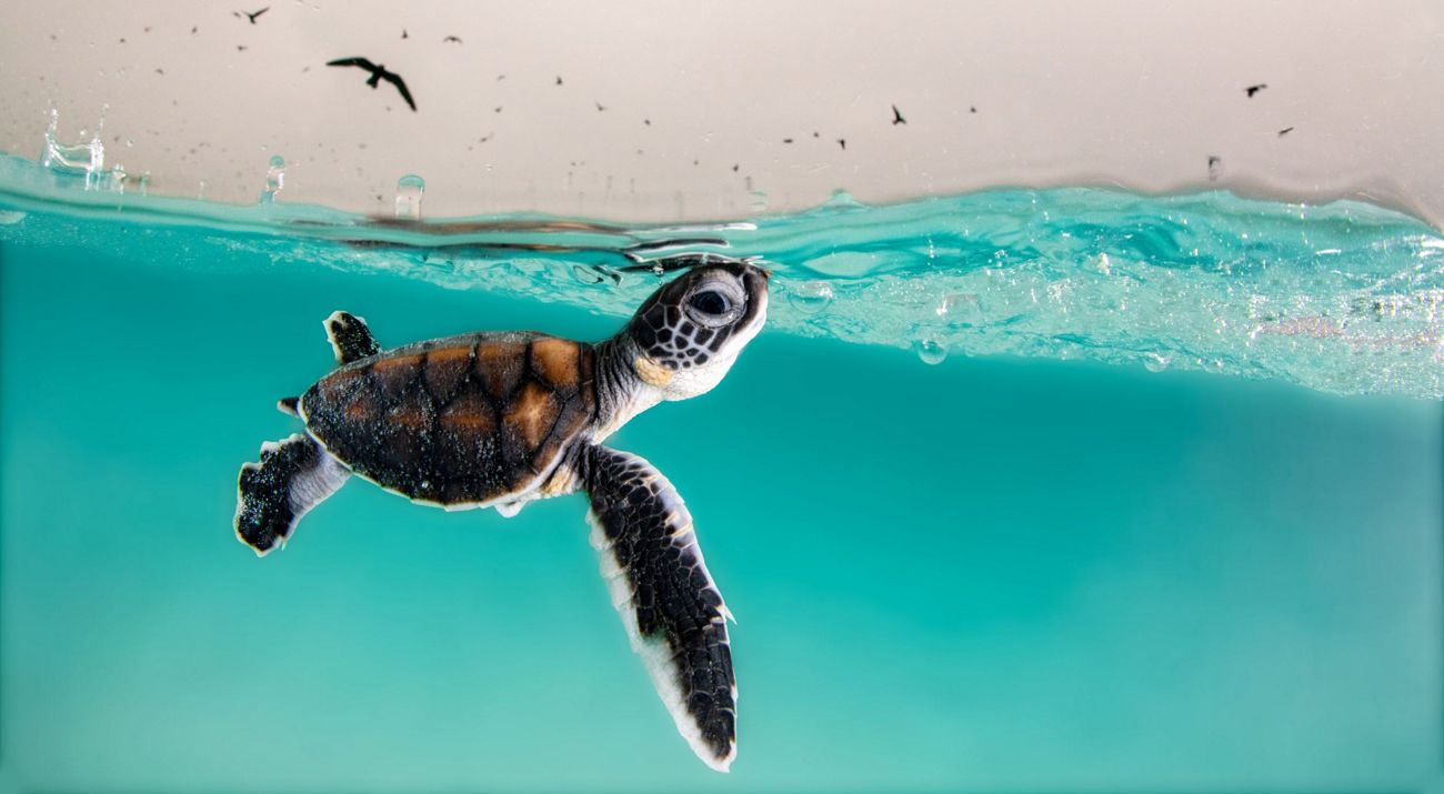 A Green Sea Turtle hatchling cautiously surfaces for air to a sky full of hungry birds.