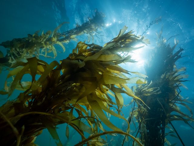 Giant Kelp Forest