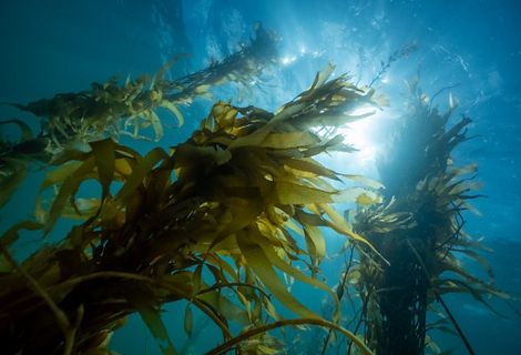 Giant Kelp