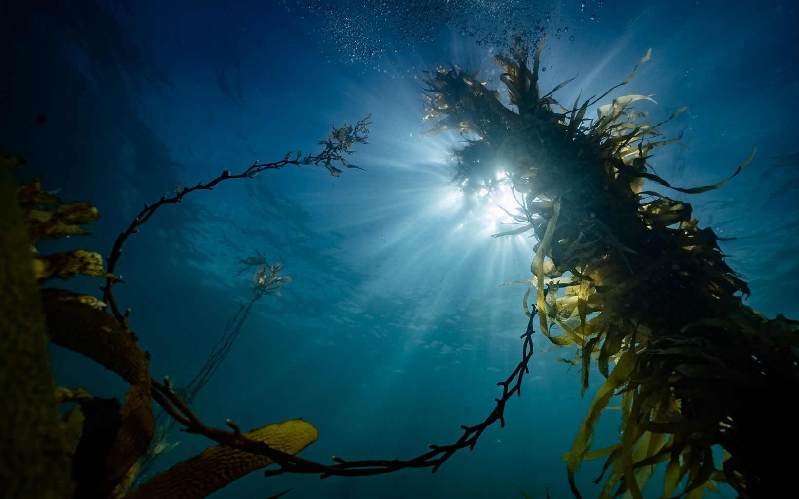 Beneath Giant Kelp Looking up at Giant Kelp © TNC/Streamline Media