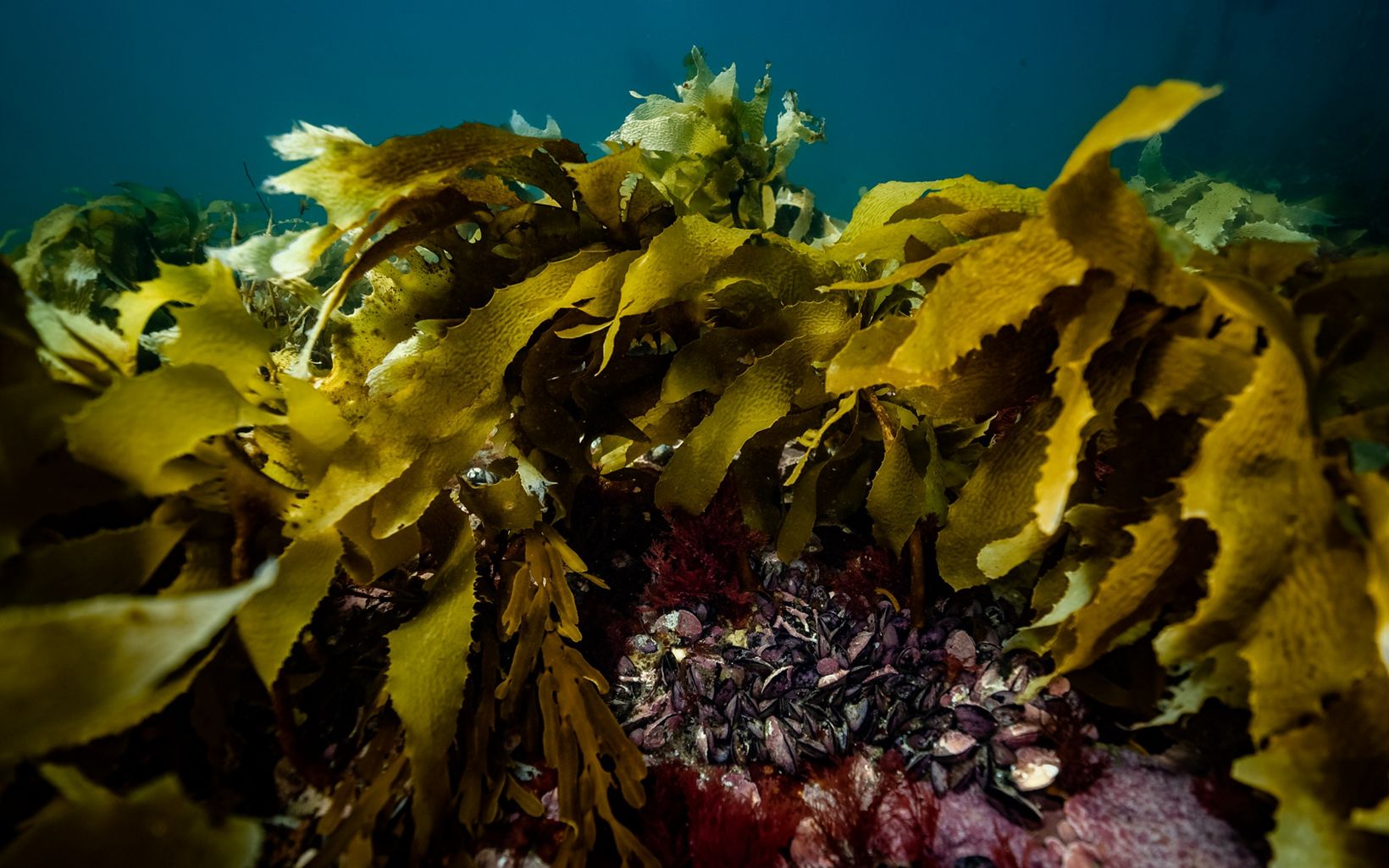 A Golden Kelp forest in Port Phillip Bay © Jarrod Boord/Streamline Media