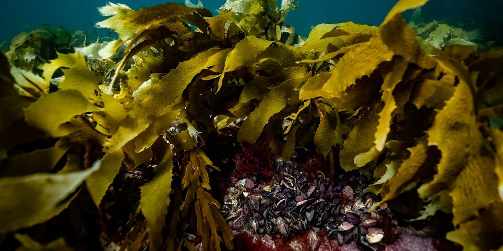 A close up underwater shot of Golden Kelp in Port Phillip Bay, Australia