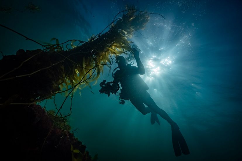 Diver inspecting Giant Kelp in Tasmania